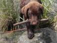 Male Chocolate Labrador Retriever