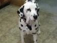 Male Dalmatian Dog for Sale.