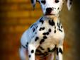 Male Dalmatian Puppy - Two-Tone