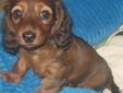 Miniature Long-haired Dachshund Puppies