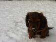 Miniature longhaired dachshund / hot dogs new price!
