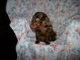 Miniature Longhaired Dachshunds. Can Deliver or Ship.