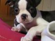 One Brindle Male Boston Terrier Puppy