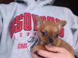 Only 1 Female Chihuahua Puppy! GOOD HOME IS A MUST
