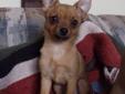 Only 1 Female Chihuahua Puppy! GOOD HOME IS A MUST