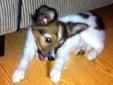 Papillon Pups with papers, & up to date shots Need a home ASAP