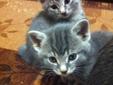 Polydactyl kittens