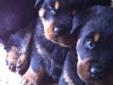 PRUEBRED ROTTWEILER PUPPIES READY TO GO!!!
