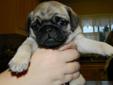 PUG PUPPIES JUST IN TIME FOR CHRISTMAS