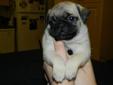 PUG PUPPIES JUST IN TIME FOR CHRISTMAS