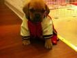 PUGGLE PUPPIES- REDUCED in price