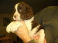 Puppies for sale - English springer