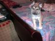 puppies for sale king shep and huskey