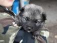 Puppies for Sale- Norwegian Elkhounds