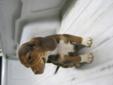 Purebred Beagle Puppies for sale!!