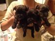 purebred fouche terriers, litter training and hand raising insid