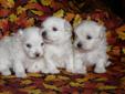 Purebred Maltese Puppies