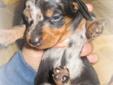 Purebred Miniature smooth Dachshunds
