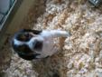 Purebred Tri-colour Beagle Puppies for sale!!!