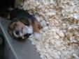 Purebred Tri-colour Beagle Puppies for sale!!!