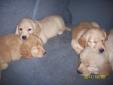 READY NOW!!! Golden Retriever Puppies