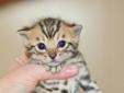 Registered Bengal Cat looking for forever home.