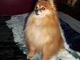 Senior Female Dog - Pomeranian: 