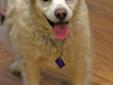 Senior Female Dog - Poodle Terrier: 