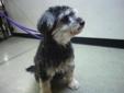 Senior Female Dog - Terrier Poodle: 