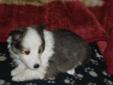 Sheltie Puppies!! For Sale