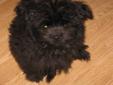 Shiranian Pups -2 males,house trained, great w/kids