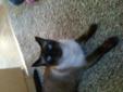 Siamese cat free to good home
