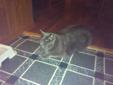 spayed female cat to give away to good dog free home