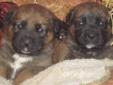 St. Weiler puppies for sale!
