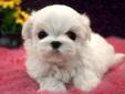 *??*T-CUP PURE BREED MALTESE PUPPIES*??*