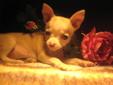 TINY MICRO Chihuahua Puppies TOP QUALITY GUARANTEED!!!
