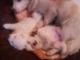 TOY / MINIATURE AMERICAN ESKIMO X PUPPIES FOR SALE
