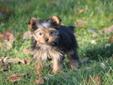 TWO VERY SPECIAL YORKIE PUPS