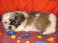 Uniquely Marked Male Shih Tzu Puppy ~ Ready to Join You