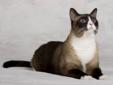 Wanted: Female Siamese or Himalyan cat 6-12 months old