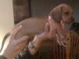 Weiner Dog!! (puppy)