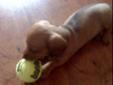 Weiner Dog!! (puppy)