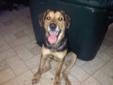 Well manered 8month old shepard/lab mix TO GOOD HOME( ASAP)