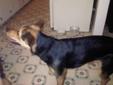 Well manered 8month old shepard/lab mix TO GOOD HOME( ASAP)