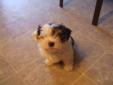 Yorkie Biewer Male ...price reduced...one left...read to go