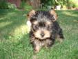 Yorkie Pups - Little pups with big personalities