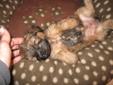 Yorkshire Terrier Cross Puppy