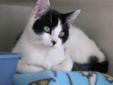 Young Female Cat - Domestic Short Hair-black and white: 