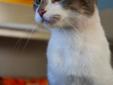 Young Female Cat - Domestic Short Hair - gray and white: 