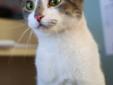Young Female Cat - Domestic Short Hair - gray and white: 